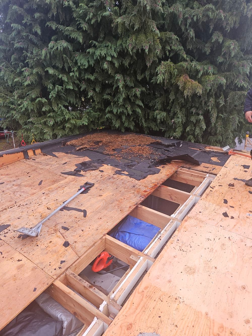 Roof renovation in progress, showing exposed wooden beams and old shingles being removed.